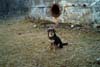 Dog waiting