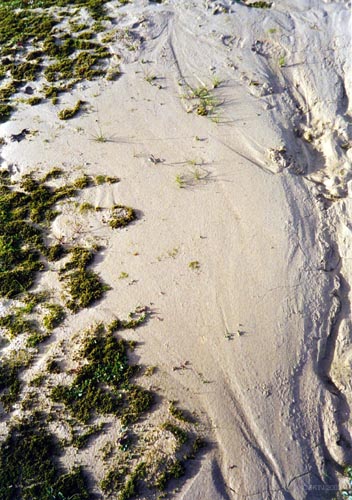 Gras og sandur