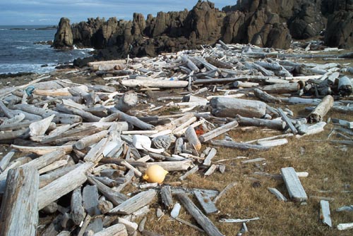 Rekaviður